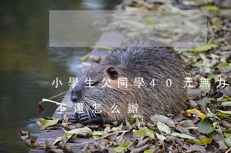 小學生欠同學40元無力償還(學生欠同學錢不還怎么辦)