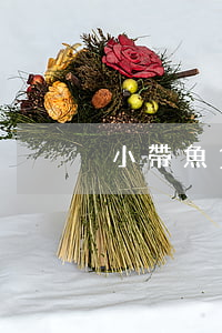 小帶魚貸款嚴重逾期(小金魚貸款逾期)