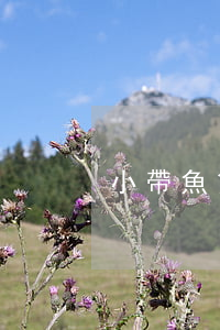 小帶魚貸款逾期了怎么辦
