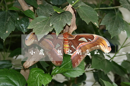 小度錢包逾期怎么查證-小度錢包起訴