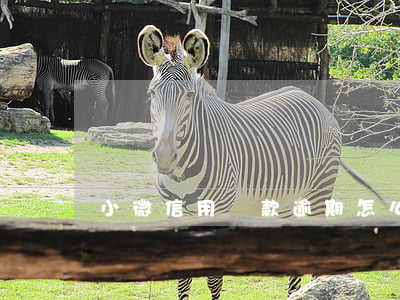小微信用貸款逾期怎么辦(小貸全部逾期了)