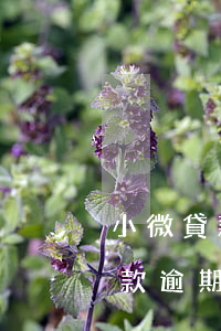 小微貸款逾期會(huì)上征信嗎(小額貸款逾期會(huì)上征信嗎)