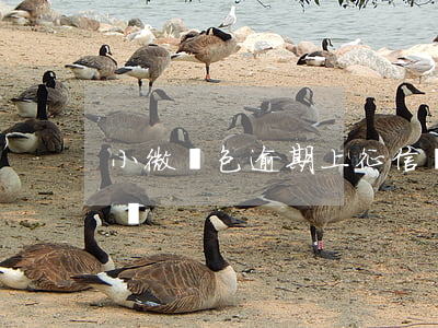 小微錢包逾期上征信嗎(小微錢包逾期上征信嗎)