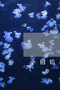 小招信用卡逾期一天怎么辦