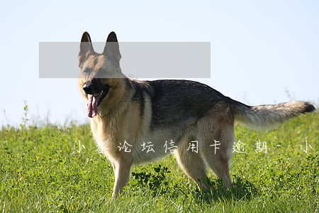 小春论坛信用卡逾期-小春论坛信用卡逾期