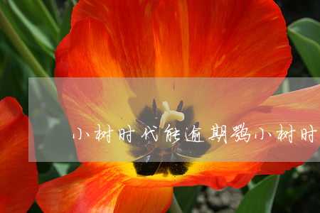 小树时代能逾期嘛(小树时代逾期会起诉吗)