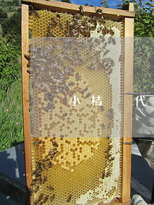 小桔貓代還逾期1天