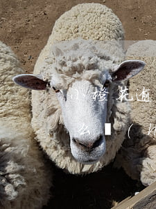 小橙花逾期會(huì)坐牢嗎(小橙花為什么會(huì)凍結(jié))