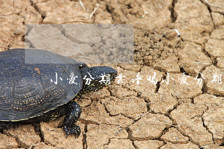 小爱分期靠谱吗(小爱分期合法吗)