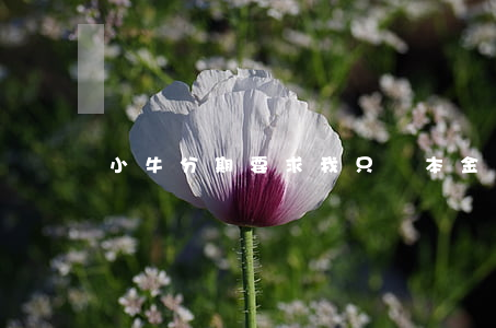 小牛分期要求我只還本金