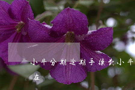 小牛分期逾期手续费(小牛分期还能借款吗现在)