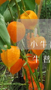 小牛普惠倒閉了會起訴沒還完款的人嗎-小牛普惠說告上法院