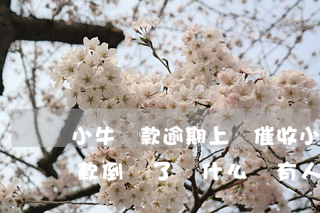 小牛貸款逾期上門催收(小牛手機(jī)貸款倒閉了,為什么還有人催錢)