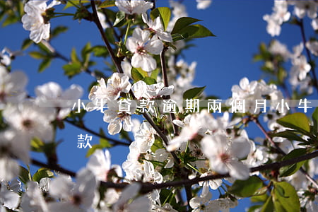 小牛貸款逾期兩個月(小牛分期三年之后又催款)