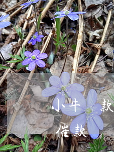 小牛貸款逾期兩年不還(小牛分期三年之后又催款)