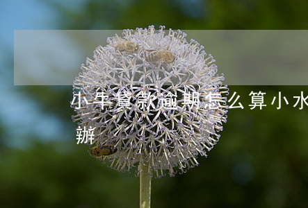 小牛貸款逾期怎么算(小水牛貸款逾期了怎么辦)