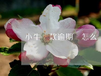 小牛貸款逾期會怎么樣(小牛貸是真的嗎)