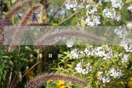 小牛貸逾期1天(小牛貸逾期1天)