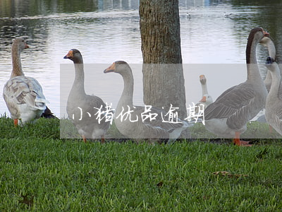小猪优品逾期