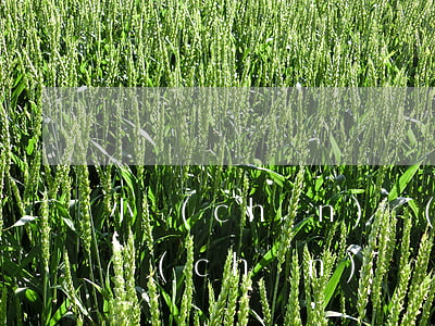 小產(chǎn)權(quán)房作為遺產(chǎn)糾紛怎么辦(遺產(chǎn)糾紛怎么起訴)