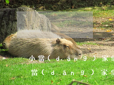 小當(dāng)家借款逾期一天要緊嗎(小當(dāng)家借款逾期一天要緊嗎)