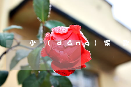 小當(dāng)家貸款逾期一天