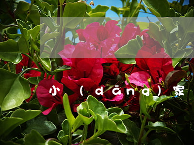 小當(dāng)家貸款逾期催收流程