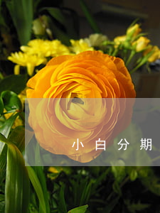 小白分期上征信嗎（小白信用分逾期）