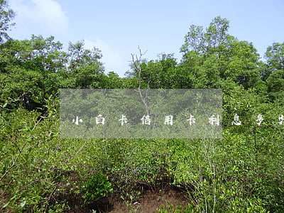 小白卡信用卡利息多少(小白卡年費多少)