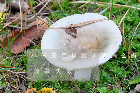 小米天星貸款逾期怎么辦 小米天星金融借款放款失敗
