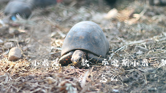 小米延遲還款顯示逾期(小米貸款逾期后每天還一點進去會怎么樣)