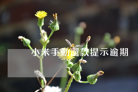 小米手動還款提示逾期