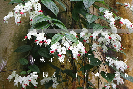 小米手機(jī)質(zhì)量問題(小米手機(jī)質(zhì)量問題超過7天了怎么換貨)