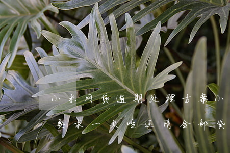 小米网贷逾期处理方案(小米贷款逾期多久会要求一次性还清全部贷款)