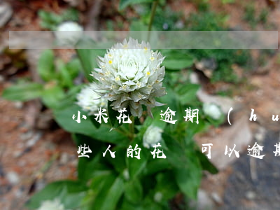 小米花唄逾期會(huì)怎么樣(為什么有些人的花唄可以逾期很久才被催款)