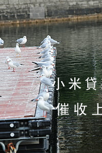 小米貸款500逾期一月(小米貸款逾期1年催收上門)