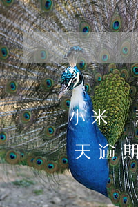 小米貸款900逾期六天(小米貸款超過90天逾期怎么辦)