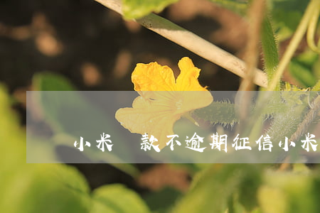 小米貸款不逾期征信(小米貸款上征信不)