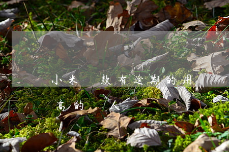 小米貸款有逾期的用戶嗎(小米貸款逾期利息高的嚇人)