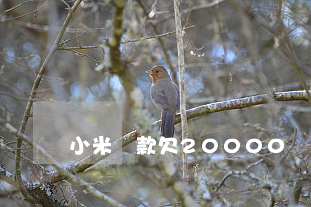 小米貸款欠20000