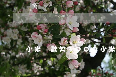 小米貸款欠3000(小米貸款欠了2年)