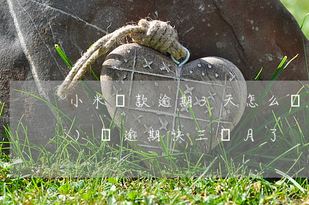 小米貸款逾期3天怎么辦(小米網(wǎng)貸逾期快三個月了)