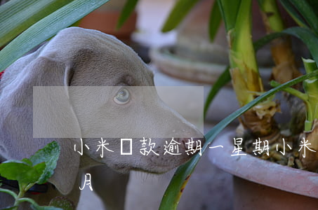 小米貸款逾期一星期(小米逾期一個(gè)月)