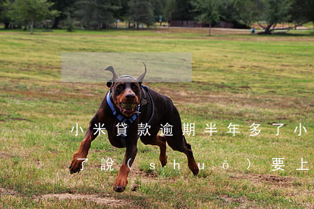 小米貸款逾期半年多了(小米貸款逾期半年多了說(shuō)要上門(mén))