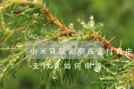小米貸款逾期在支付寶中顯示（小米金融逾期支付寶如何申訴）