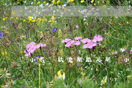 小米貸款逾期能延期嗎(小米貸款能延期還款嗎)
