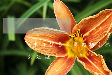 小米贷款怎么算逾期(小米贷款逾期了一般怎么处理)