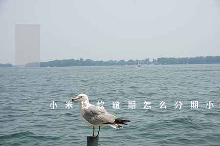 小米贷款逾期怎么分期(小米贷款可以分期吗)