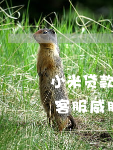小米贷款逾期骚扰朋友(小米贷款逾期一天被客服威胁)