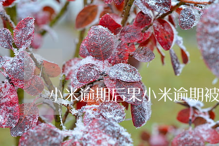 小米逾期后果（小米逾期被起訴的人多嗎）